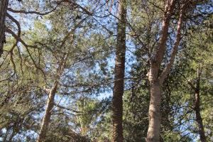 Riba-roja presenta su candidatura a los Premios Conama con el “Plan Estratégico de Arbolado 2030” que supone plantar 2.030 árboles en esta legislatura