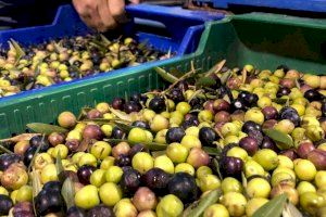 La cooperativa oleícola d'Altura preveu una producció superior als 2,5 milions de quilos d'olives