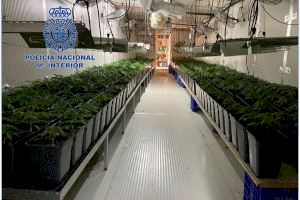 La Policía Nacional desmantela dos plantaciones de marihuana “indoor” y detiene a tres personas en Llíria y Xirivella