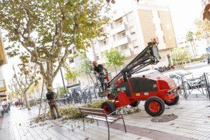 El Ayuntamiento de l’Alfàs inicia una campaña intensiva de poda de arbolado