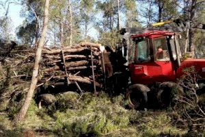Els veïns de Navalón i Enguera demanen que es paralitze la tala massiva de més de 120.000 arbres per a evitar “destrossar el patrimoni natural”