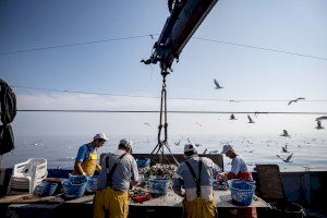 La lonja de Burriana, clave en la pesca castellonense con un negocio de 5,2 millones de euros