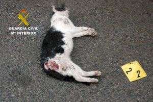 La Guardia Civil investiga el envenenamiento de dos gatos comunes en Castellón