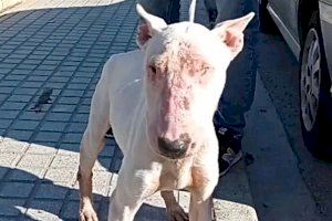 Rescatan a un segundo perro que estaba encerrado en un baño de la vivienda del presunto maltratador de Bellreguard