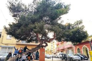 El ‘Pino de La Baia’ queda en tercer puesto en el concurso del árbol del año español