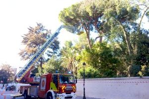 Más de 1.800 árboles y palmeras podados en noviembre en València