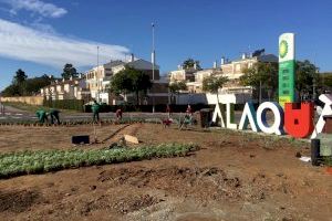 Alaquàs ajardina el acceso sur en la ciudad con 2.000 plantas de flores aromáticas