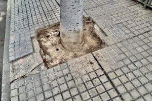 El Ayuntamiento de Elche sustituye el arbolado de la calle Libertad de Torrellano en base a criterios técnicos para garantizar la seguridad en la vía pública