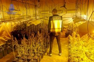 La Policía desmantela varias plantaciones de marihuana en Valencia, Paterna y Catarroja