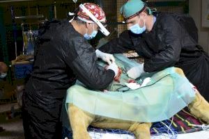 Un león de Terra Natura Benidorm se recupera tras una operación para extirparle un tumor de estómago