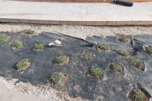El Ayuntamiento de València replanta el jardín sobre el Museo de Historia de la ciudad
