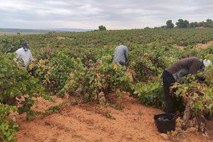 Los viticultores valencianos calculan en 20 millones las pérdidas por la pandemia del covid