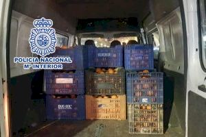 Tres detinguts a Alacant per robar 1.600 quilos de taronges