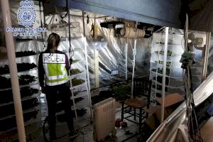 A prisión tras desmantelar una plantación indoor de marihuana con 82 kilos en Dènia