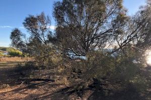 Un foc crema 60 metres quadrats de matoll i arbres a Orpesa