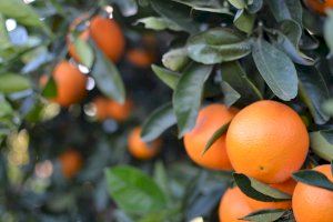 Investigadores del IVIA sitúan los costes de producción en 0,23 €/kg en naranja y 0,28 €/kg en mandarina