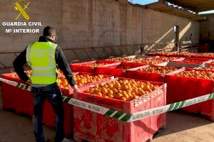 Detenido un hombre por robar 50.000 kilos de naranjas en Riba-roja de un campo que había arrendado a otra persona