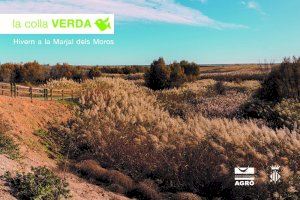 La Colla Verda inicia 2021 amb una campanya de plantació en la Marjal dels Moros