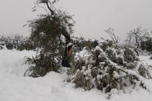 Els agricultors valencians temen que les baixes temperatures dels pròxims dies provoquen gelades en els cultius