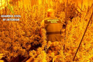 La Guardia Civil interviene más de 300 plantas de marihuana y  detiene a un varón fugado del centro penitenciario de Picassent