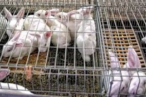 Agricultura rescata con 275.000 euros las explotaciones de conejos afectadas por la suspensión de la actividad por el covid