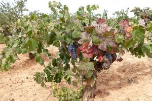 Viticultores valencianos llevan un año sin ingresos y reclaman al Consell que agilice los pagos pendientes