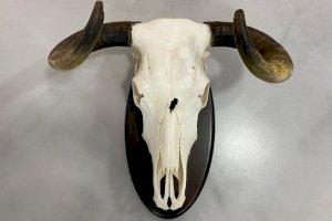 Cráneo de la vaca Rebeca