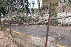 El PP pide al Ayuntamiento de Valencia que realice una inspección de los árboles de la ciudad tras el paso de la borrasca “Hortensia”