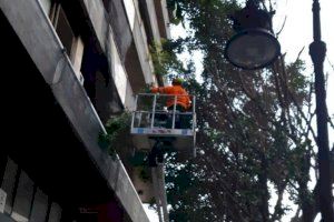 Arrancan la poda de los 76 ficus de la calle Colón en Valencia