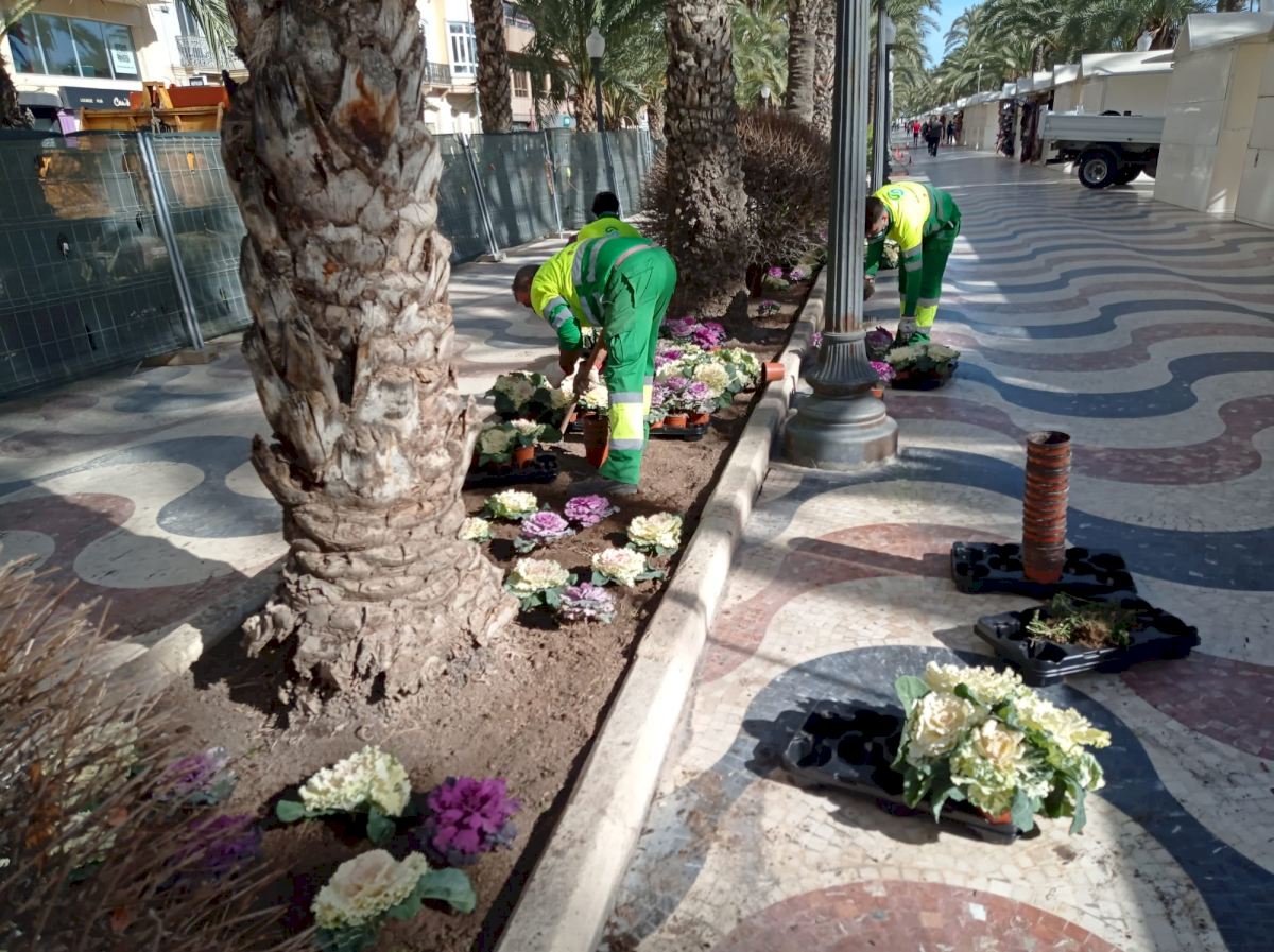 Alicante renueva los tapices de flores con la plantación en los parterres y jardineras de la ciudad
