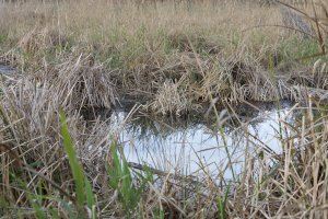 El Paisaje Protegido de la Desembocadura del río Mijares recuperará el ecosistema de la laguna de la Gola Norte