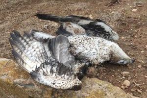 Un paso más en el camino hacia la extinción del águila perdicera en la Comunitat Valenciana