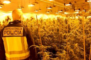Ocho detenidos por cultivar y mercadear con 500 kilos de marihuana en Castellón, Llíria y Burjassot