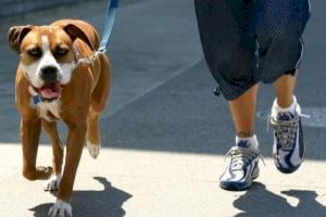 El Ayuntamiento impone más de una treintena de sanciones en los primeros meses de implantación del nuevo sistema de ADN canino