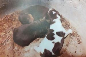 La Policía rescata a tres cachorros abandonados en un polígono de Manises y salva a otros dos de ser atropellados