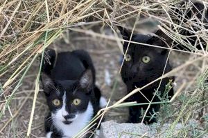 El programa CES de Catarroja atiende a 74 gatos durante 2020