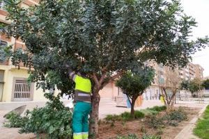 El Ayuntamiento de València realiza 261.909 actuaciones de control de vegetación de alcorques y cerca de 13.790 en el arbolado viario durante 2020
