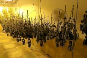 La Policía Local de Elda desmantela un secadero de plantas de marihuana instalado en el interior de una planta baja del barrio Fraternidad