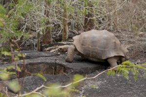 Un estudio genético en el que participa la UMH demuestra que todas las tortugas gigantes de las Galápagos pertenecen a una misma especie