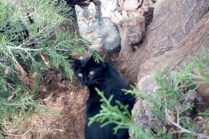 Cuidado y preocupación, a partes iguales, por las colonias de gatos callejeros en un municipio de Castellón