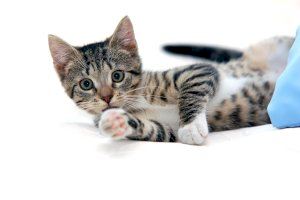 Día Internacional del Gato: cómo protegerlo frente a la artrosis