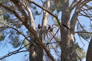 Patrimonio arbóreo de Generalitat realiza trabajos de conservación en el pino monumental de Las Fuentecillas