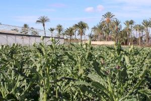 La Estación Experimental Agraria de Elche organiza una jornada técnica de alcachofa para analizar las posibilidades de mercado y las perspectivas de la Blanca de Tudela