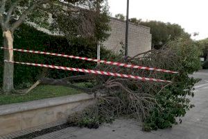 El viento de las últimas semanas destroza más de 200 árboles en Valencia