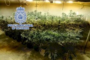 La Policía Nacional intensifica su actividad contra el cultivo y tráfico de marihuana en la provincia de Alicante