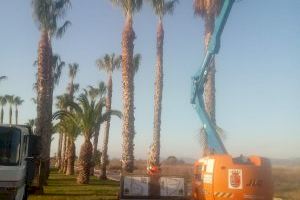 El Ayuntamiento de Xilxes trabaja en el saneamiento de las palmeras del núcleo marítimo