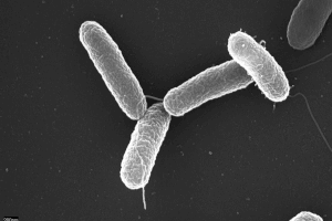 Descubren el mecanismo por el que las enterobacterias se adaptan a nuestro organismo