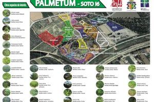 El Ayuntamiento de Orihuela y la UMH renovarán el convenio para conservar el Palmetum del Soto I-6