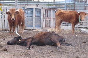 Maltrato animal en Castellón: rescatan a veinte reses a punto de morir