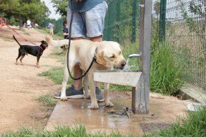 Paterna implantará el ADN canino para controlar las heces en las calles y el maltrato animal